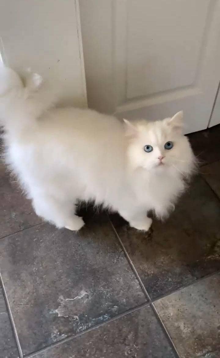 play full cat 0