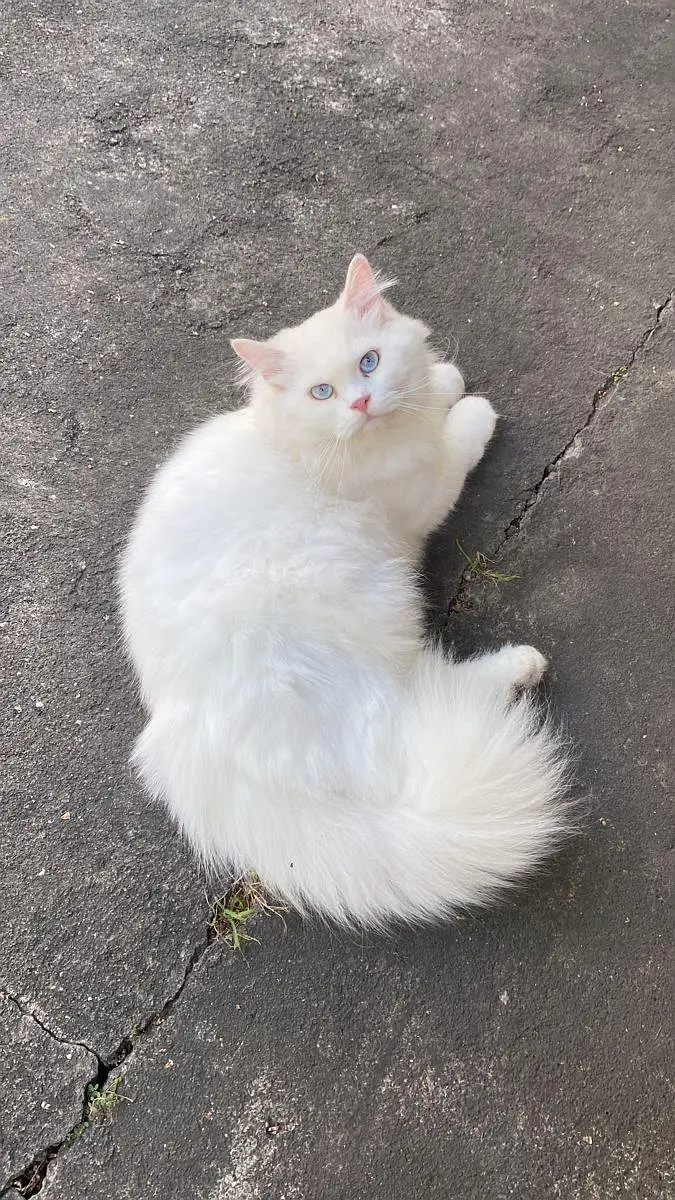 play full cat — photo 2