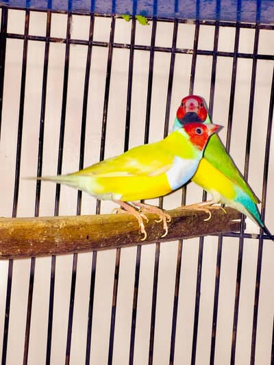 finches & parrots setup for sale