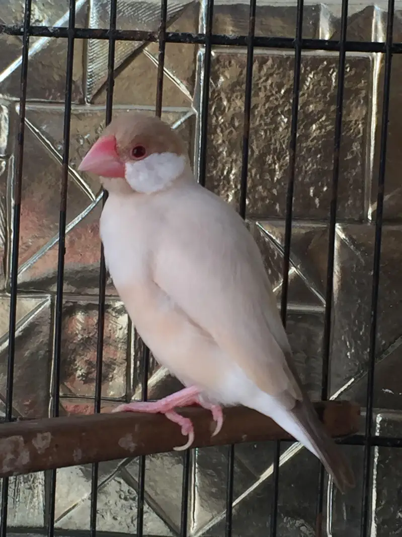 finches & parrots setup for sale — photo 2