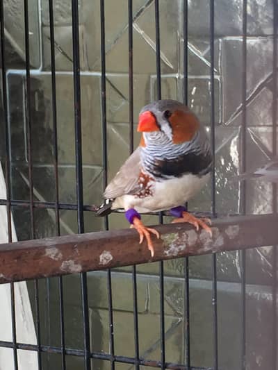 finches & parrots setup for sale