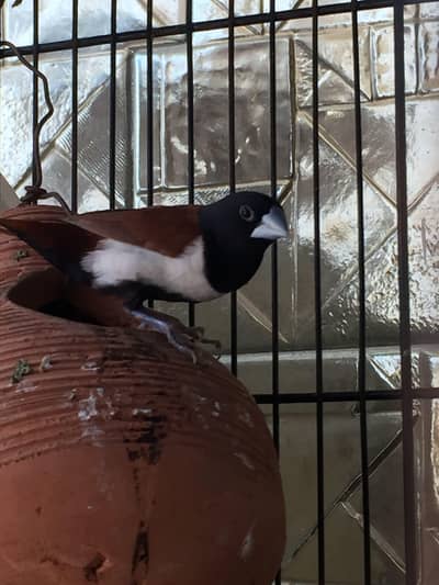 Munia | cocktail | finches