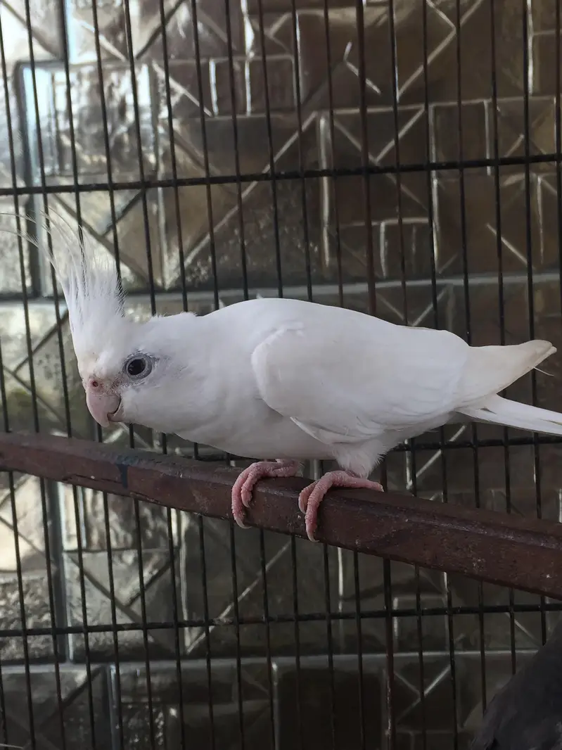 finches & parrots setup for sale — photo 5