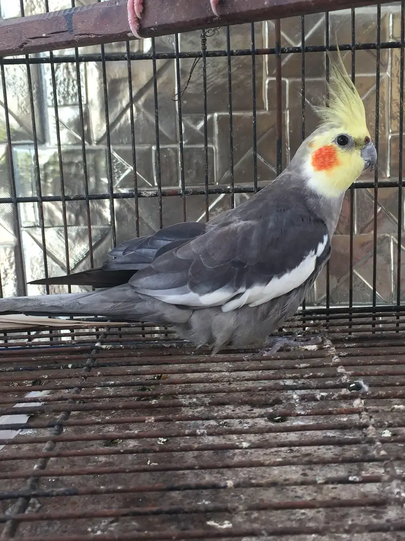 finches & parrots setup for sale — photo 6