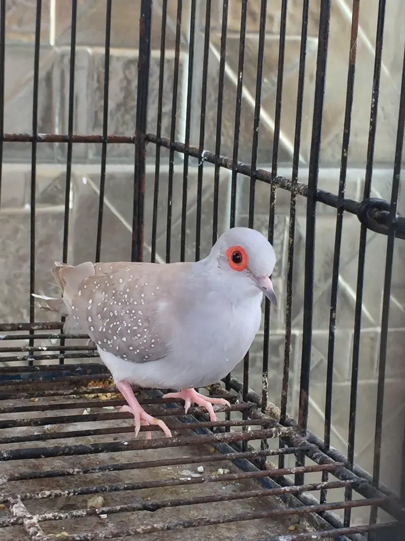 finches & parrots setup for sale — photo 7