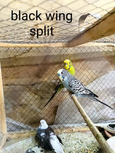 rainbow, red eye, black wing split budgies for sale