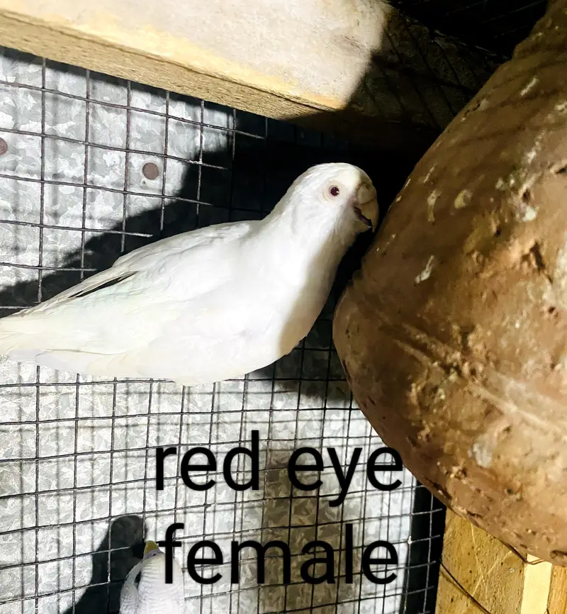 rainbow, red eye, black wing split budgies for sale — photo 2