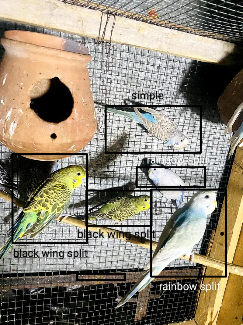 rainbow, red eye, black wing split budgies for sale — photo 3