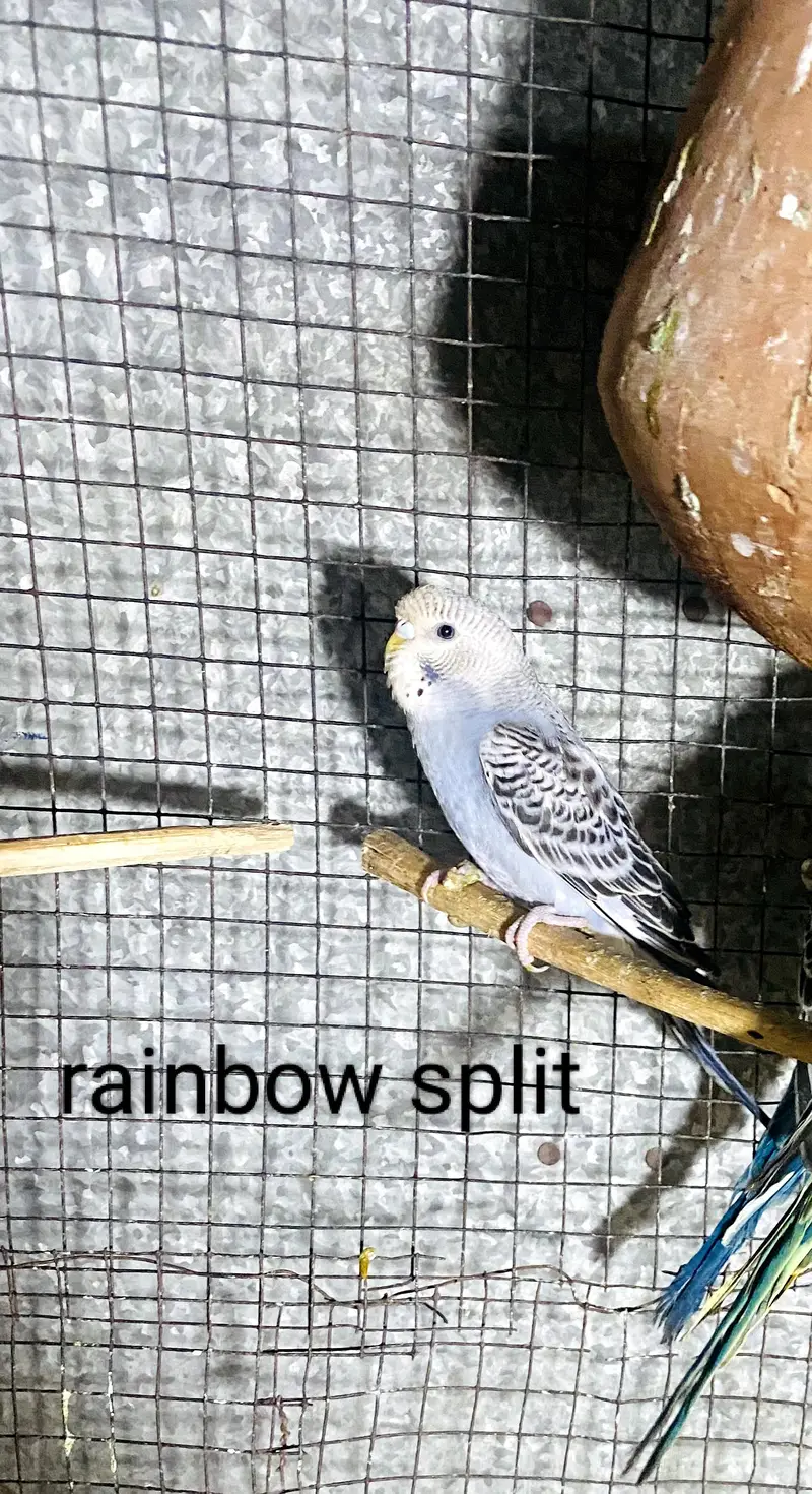 rainbow, red eye, black wing split budgies for sale — photo 4