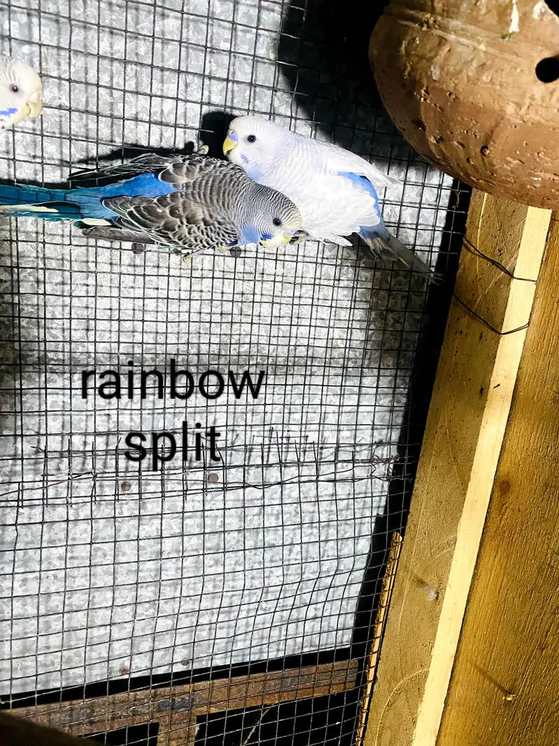 rainbow, red eye, black wing split budgies for sale — photo 5