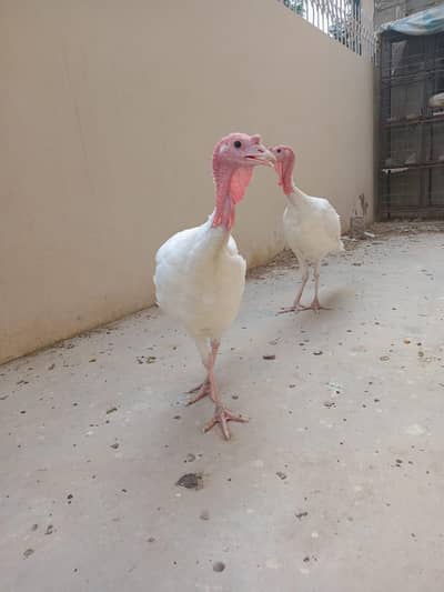 Turkey for sale