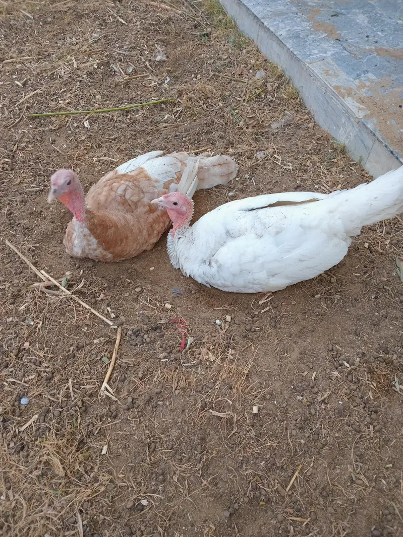 Turkey for sale — photo 2