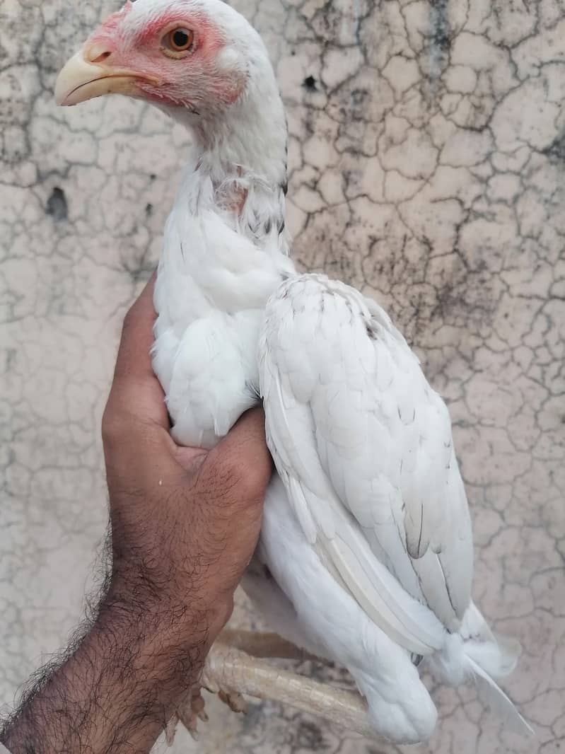 Aseel pathi 1