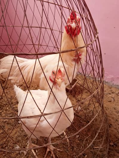pure white Heera aseels fresh eggs