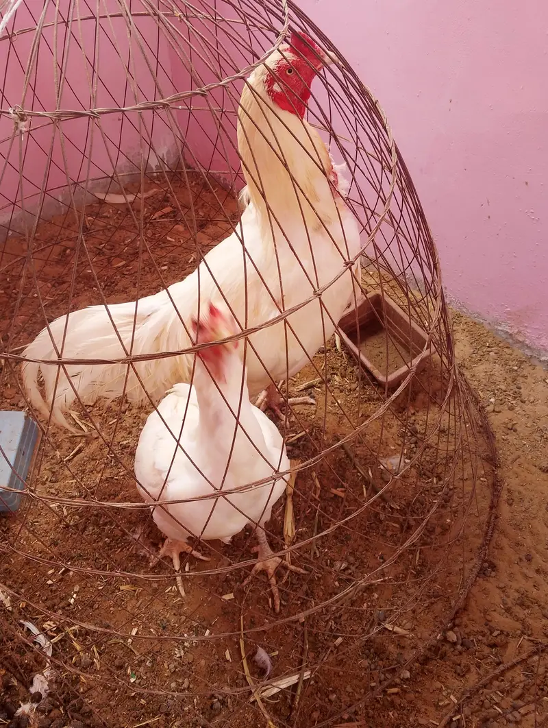 pure white Heera aseels fresh eggs — photo 2
