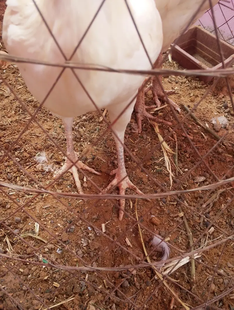 pure white Heera aseels fresh eggs — photo 3
