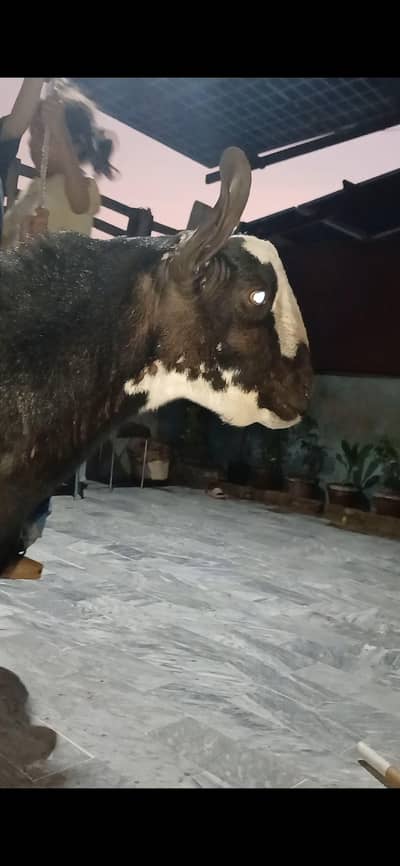taddi bakra best for breedier
