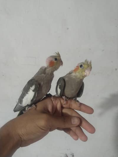 cockatiel