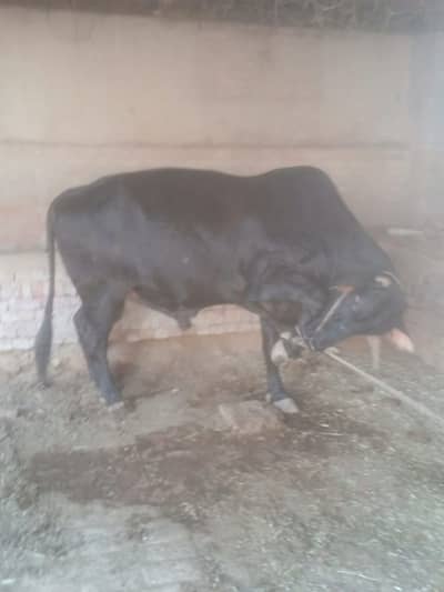 Brahman Sire