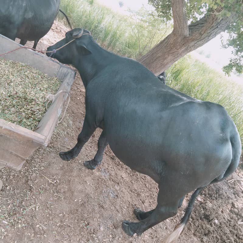 heifer buffalo 0