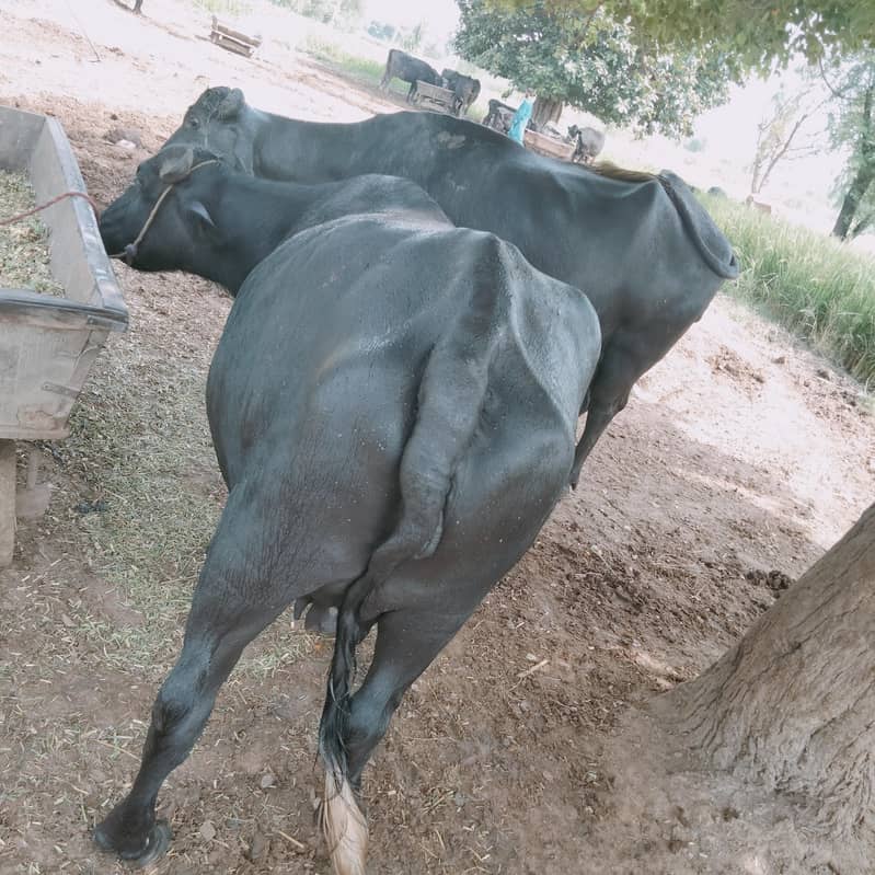 heifer buffalo 1