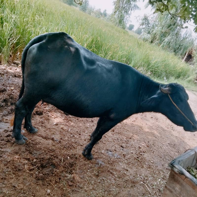 heifer buffalo 2
