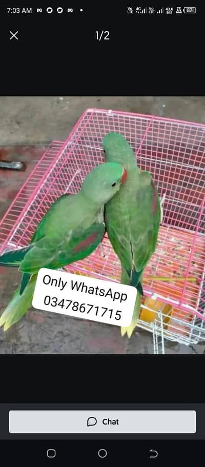 Kashmir raw paroot  for sale