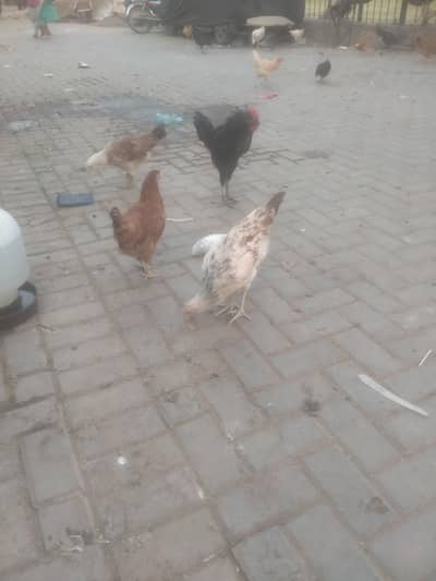 100 hen