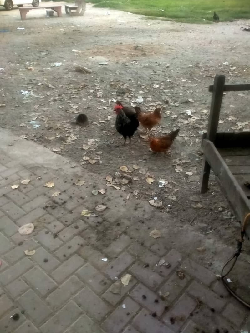 100 hen 1