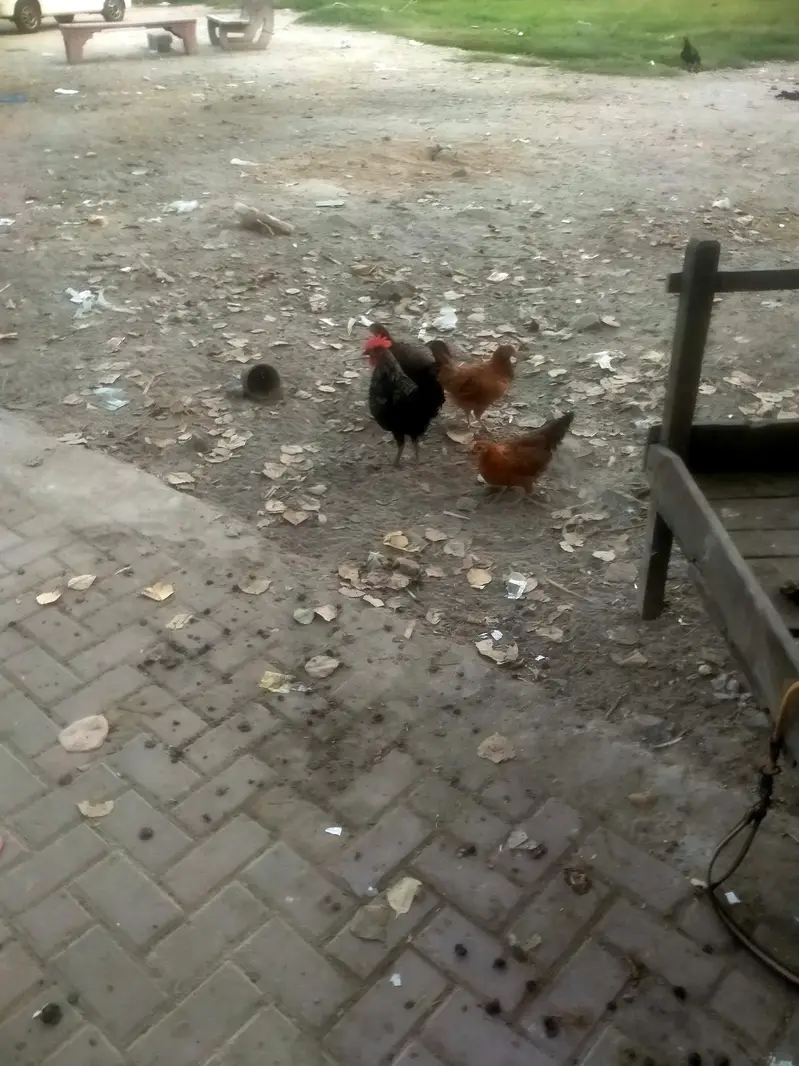 100 hen — photo 2
