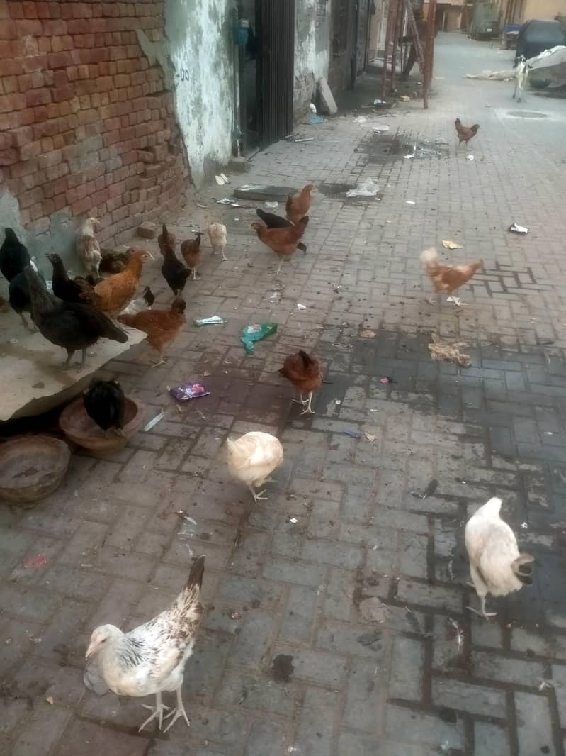 100 hen 2