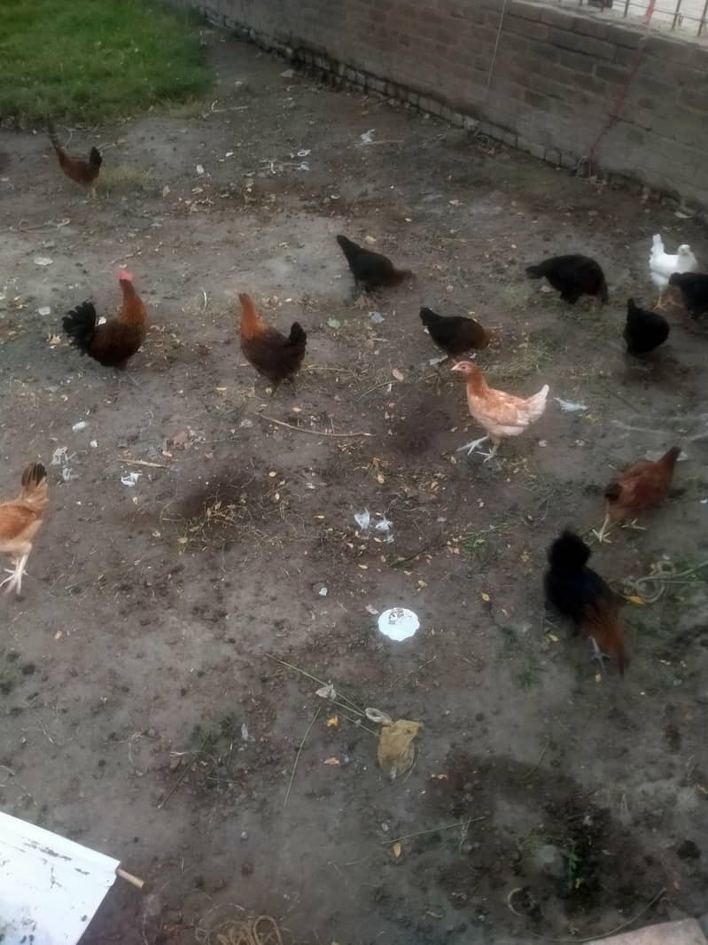 100 hen 3