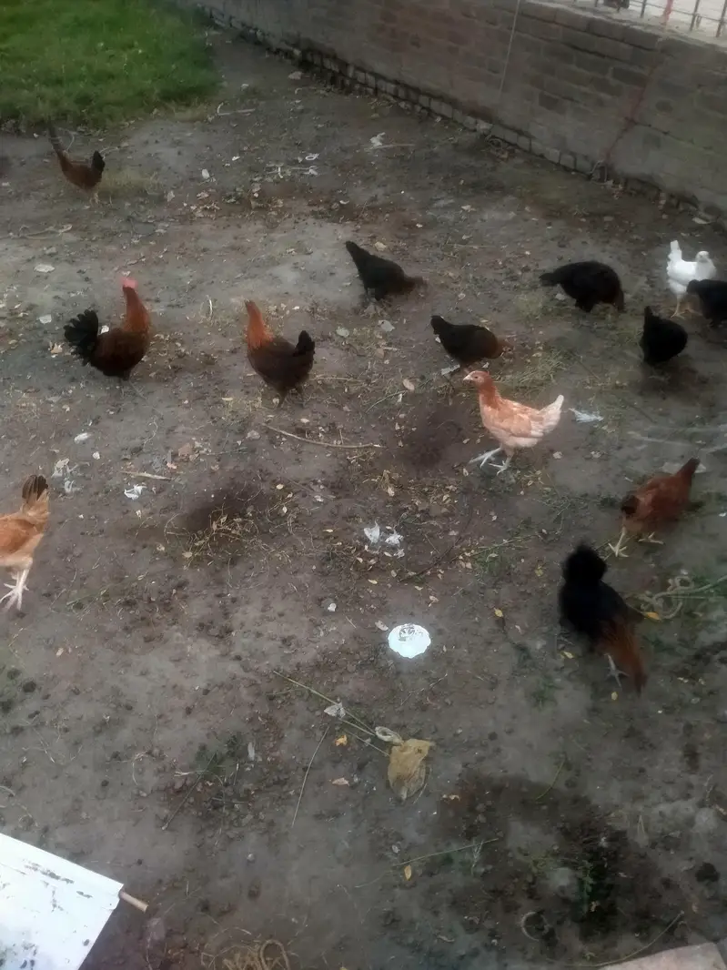 100 hen — photo 4