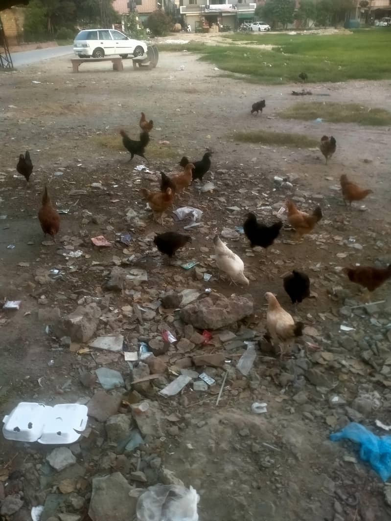 100 hen 4