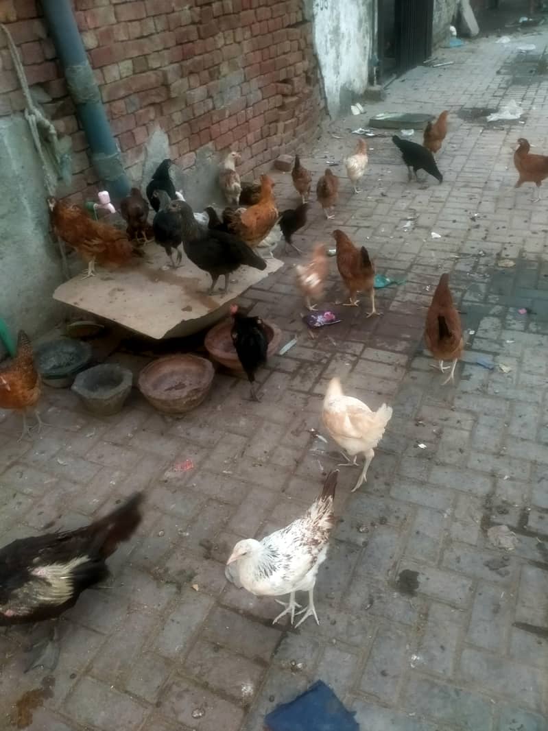 100 hen 5