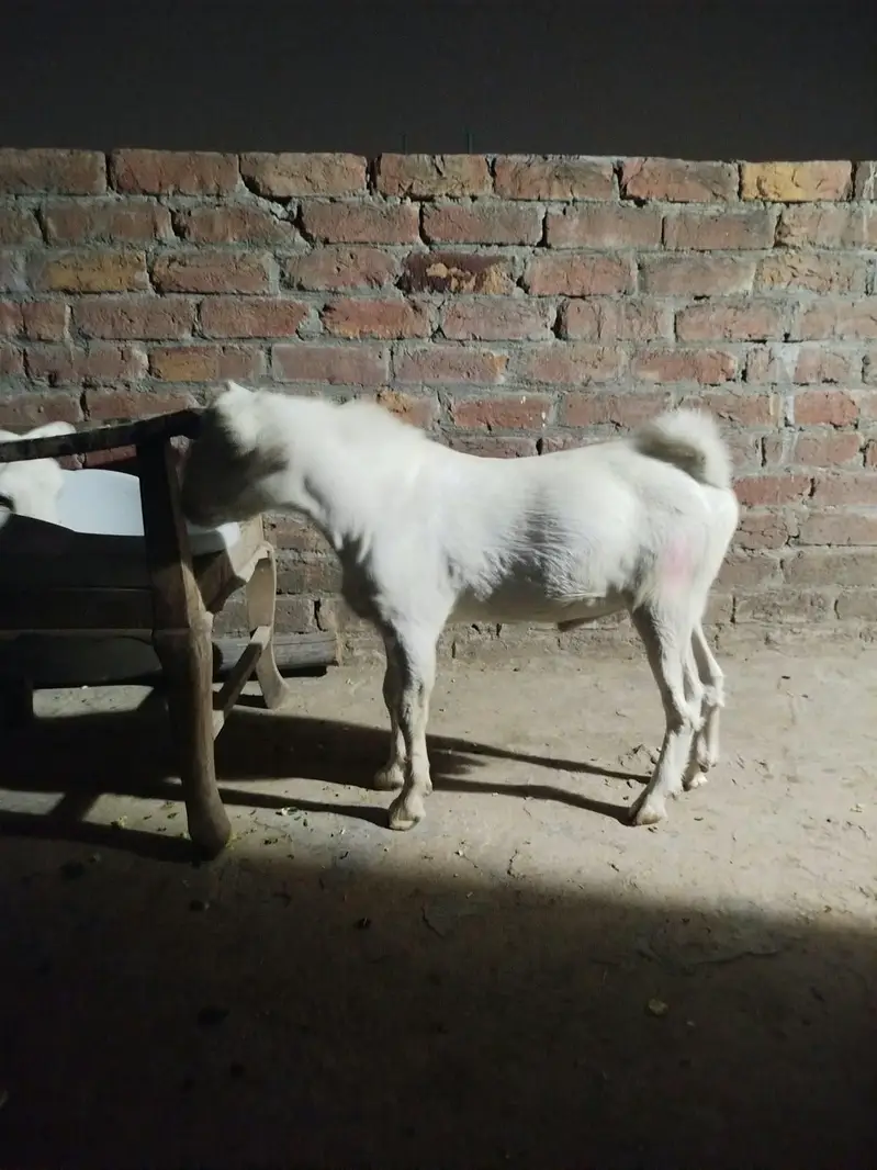 pure teda male — photo 2