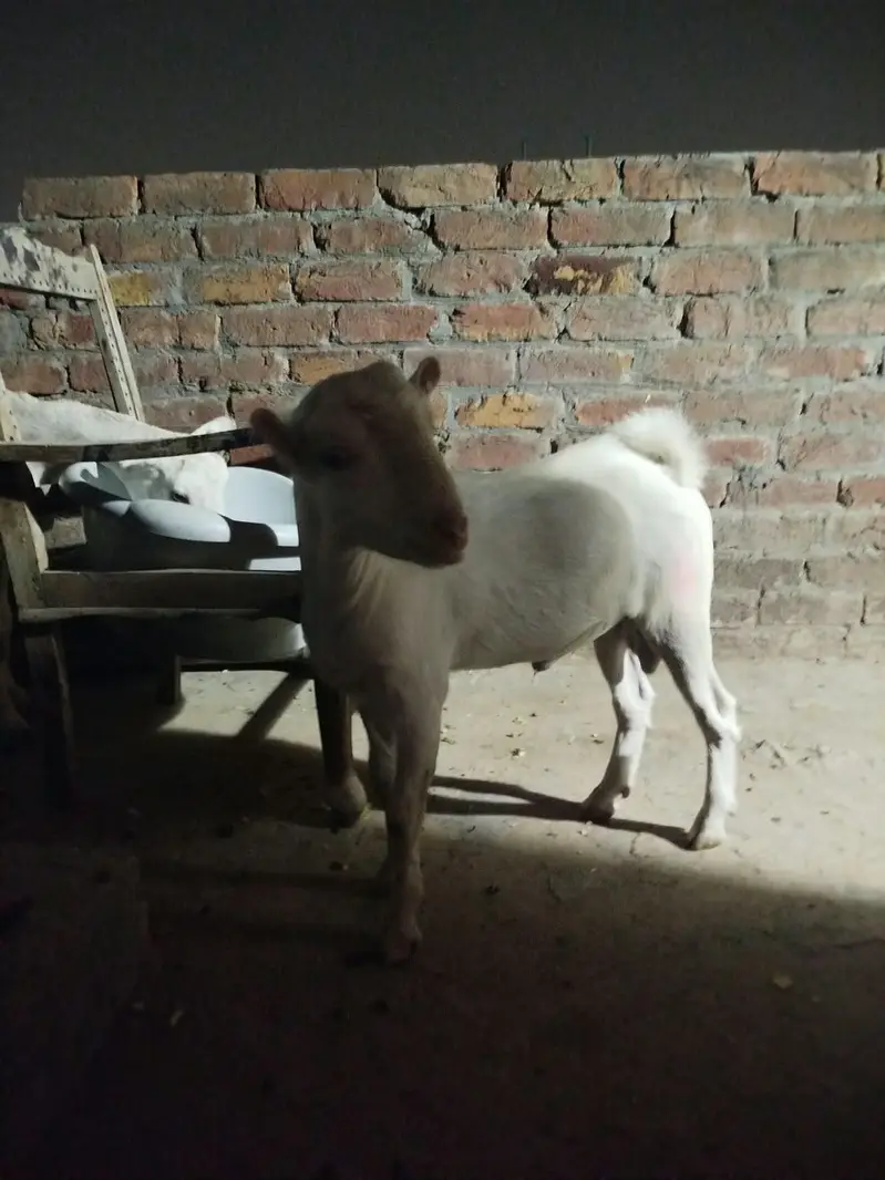 pure teda male — photo 3