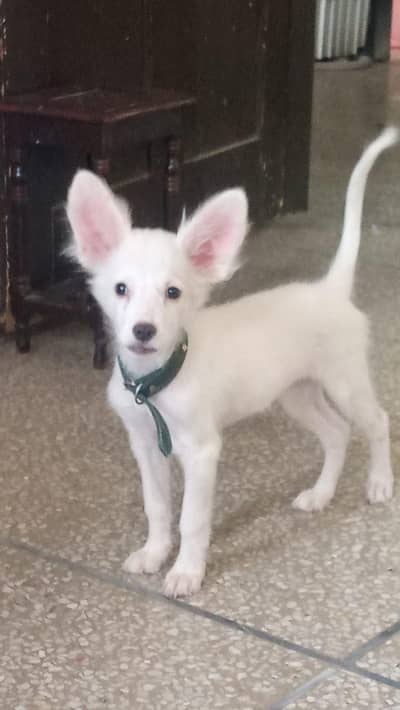 Russian Male puppy