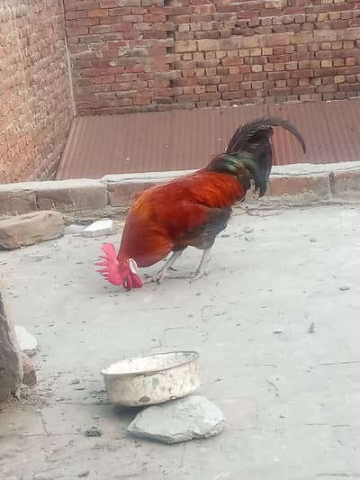 Pure daisy murga ghr ka