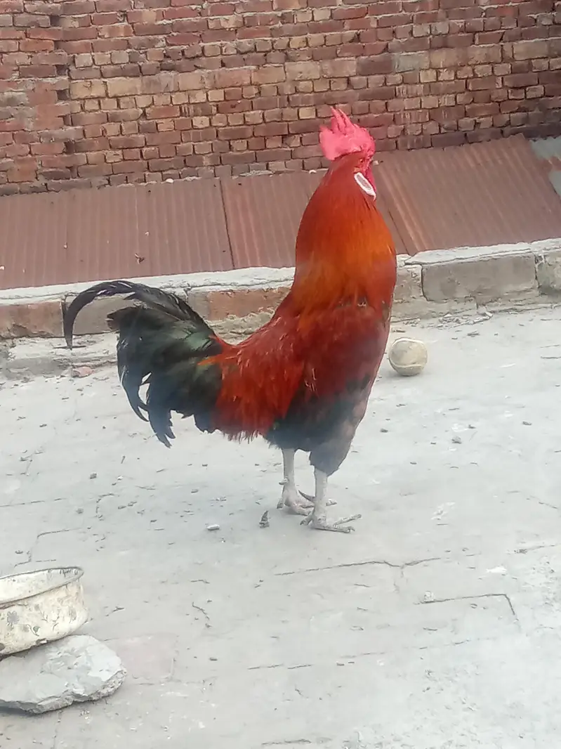 Pure daisy murga ghr ka — photo 2