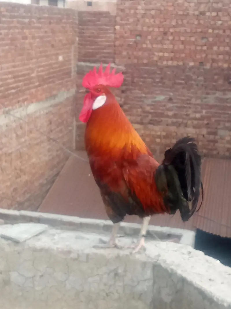 Pure daisy murga ghr ka — photo 3