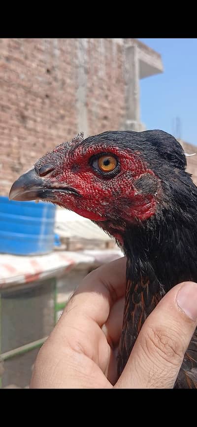 aseel female