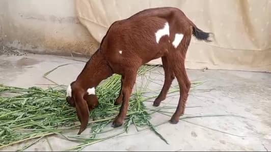 Goat kids