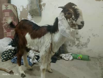 Two Healthy & Beautiful Goats for Sale