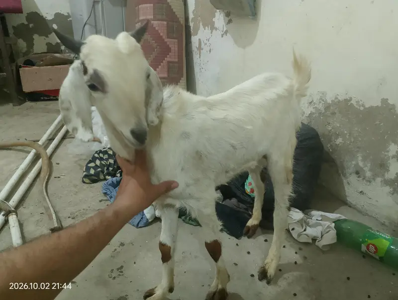 Two Healthy & Beautiful Goats for Sale — photo 3