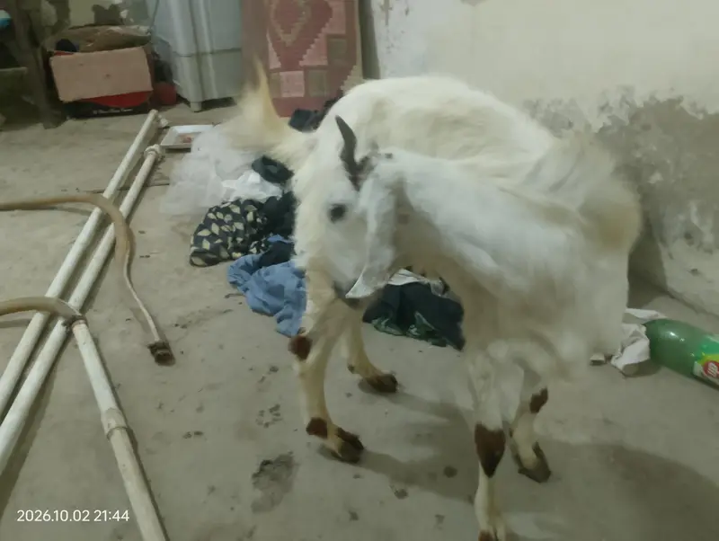 Two Healthy & Beautiful Goats for Sale — photo 4