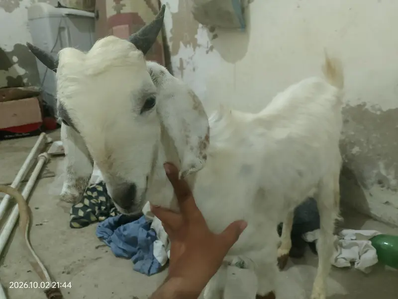 Two Healthy & Beautiful Goats for Sale — photo 5