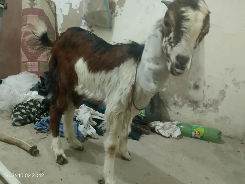 Two Healthy & Beautiful Goats for Sale — photo 6