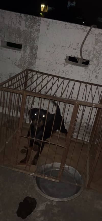 Rottweiler puppy good quality