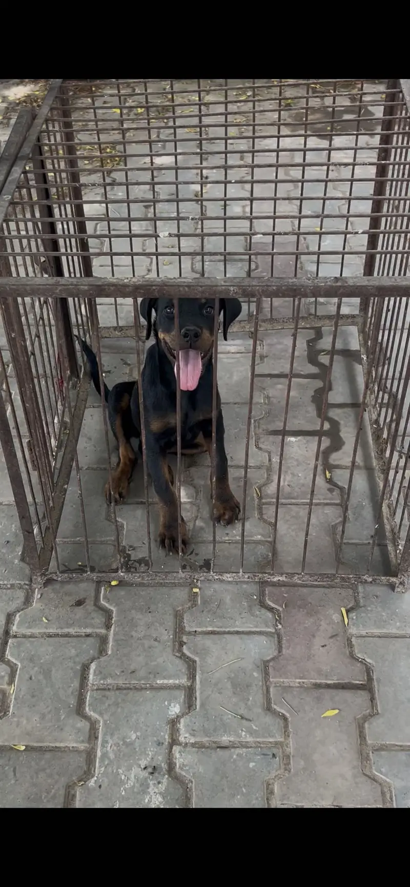 Rottweiler puppy good quality — photo 2